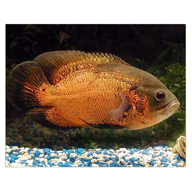 Astronotus ocellatus red oscar - imagine 5